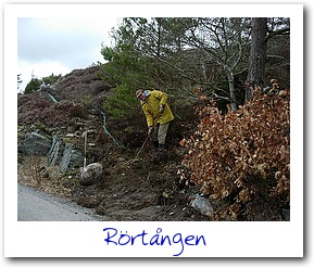 rörtången_008