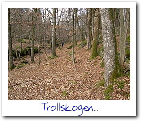 12_harry_b�ck_mot_skog